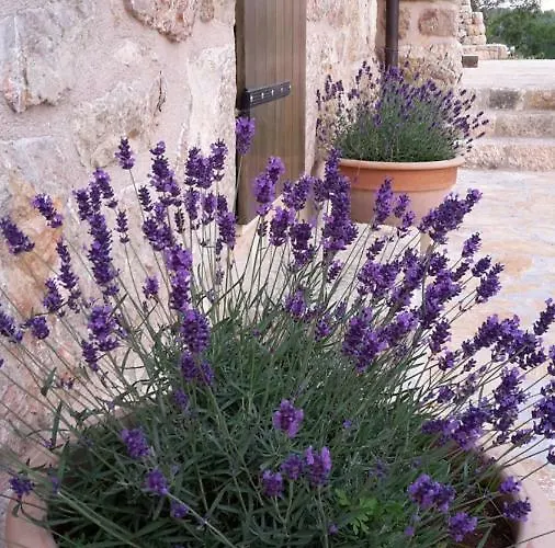 Stone House Bura Holiday home Tribanj-Kruscica